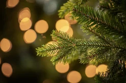 Christmas Land 6Ft & 7Ft Artificial Christmas Trees (Un-Lit)*7.5Ft Carrington Fir Slim Artificial Christmas Tree