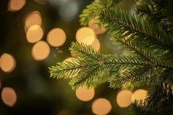 Christmas Land 6Ft & 7Ft Artificial Christmas Trees (Un-Lit)*7Ft Feel Real Carrington Fir Slim Artificial Christmas Tree