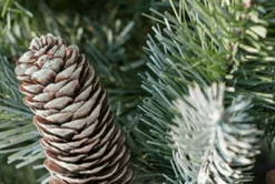 Christmas Land 6Ft & 7Ft Artificial Christmas Trees (Un-Lit)*7.5Ft Feel Real Frosted Colorado Spruce Artificial Christmas Tree